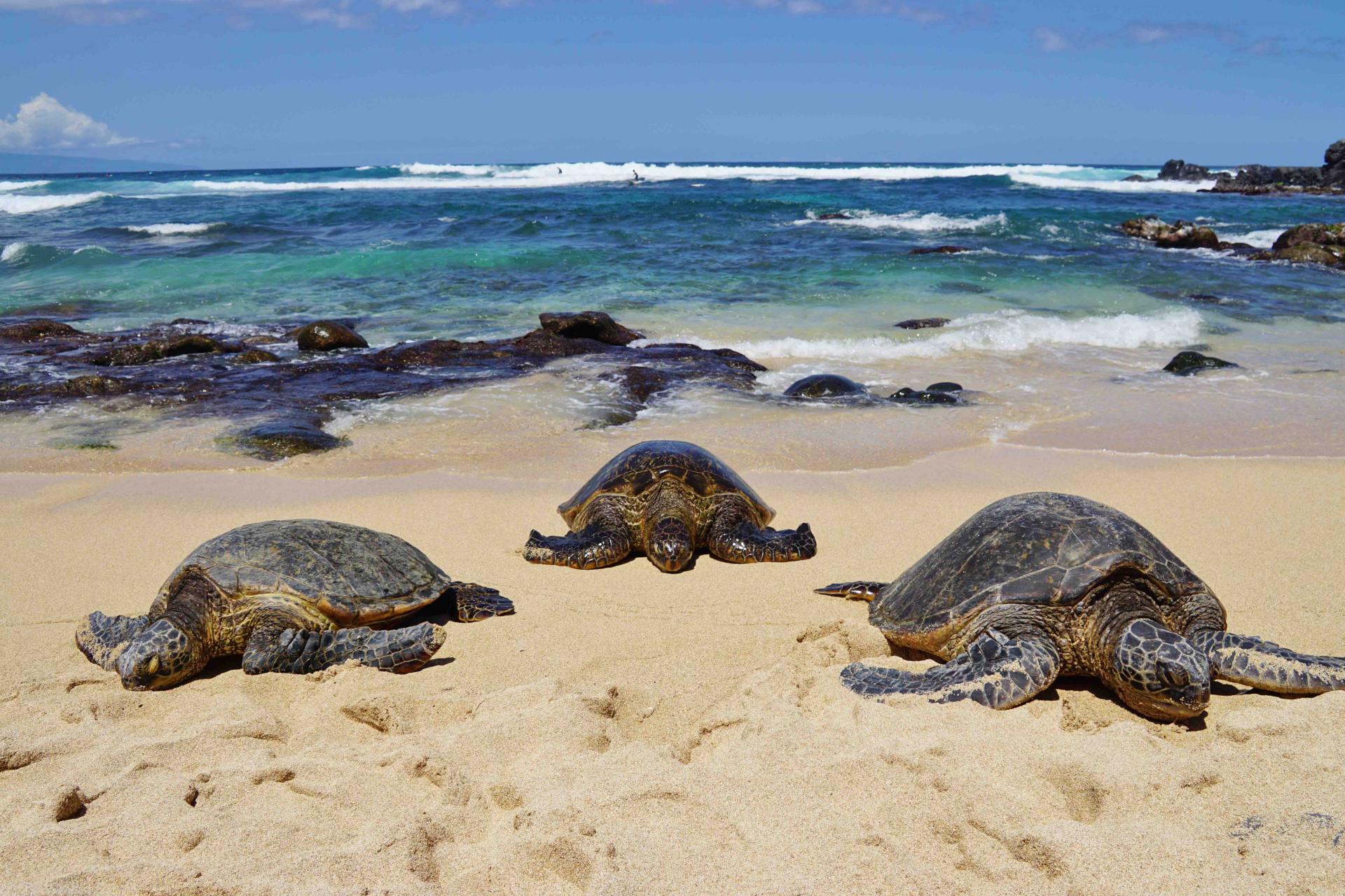 Hookipa beach park