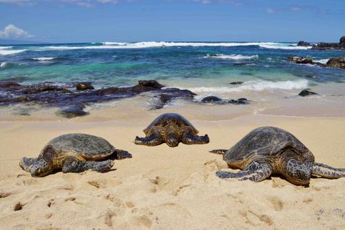 Hookipa beach park 