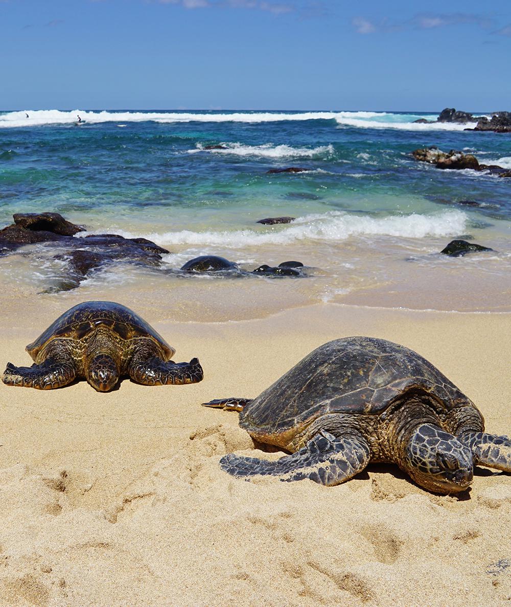 Aloha From Maui!